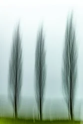 Three Serene Trees