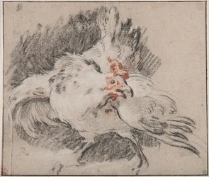 Study of a Rooster