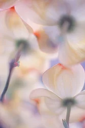 Soft Pink Dogwood Blossoms