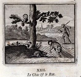 The Cat and the Rat