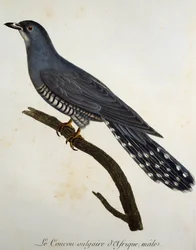 African Cuckoo (Cuculus gularis)
