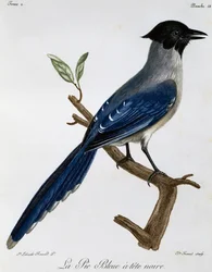 Azure-winged Magpie (Cyanopica cyanus)