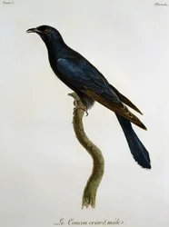 Male Black Cuckoo (Cuculus clamosus), Engraving from Histoire Naturelle des Oiseaux d