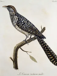 Male Coucou tachirou, engraving from Histoire Naturelle des Oiseaux d