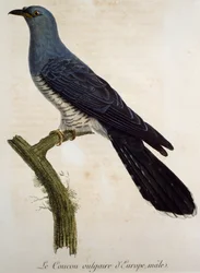 Male Eurasian cuckoo (Cuculus canorus)