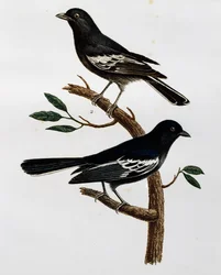 Male and Female of Black Tit (Parus niger)
