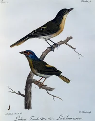 Olive Bushshrike (Telophorus olivaceus), from Histoire Naturelle des Oiseaux d