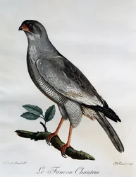 Pale Chanting-Goshawk (Melierax canorus)