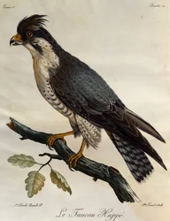 Peregrine Falcon (Falco peregrinus), engraving from Histoire Naturelle des Oiseaux d
