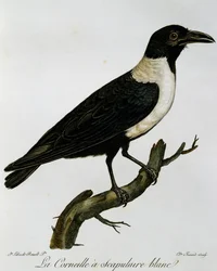 Pied Crow (Corvus albus)