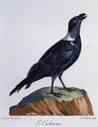 White-necked Raven (Corvus albicollis), engraving from Histoire Naturelle des Oiseaux d