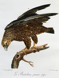 Young Bateleur (Terathopius ecaudatus), engraving from Histoire Naturelle des Oiseaux d