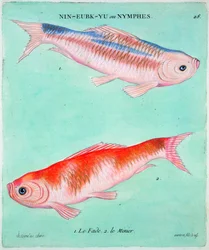 Chinese Goldfish