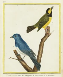 Black-naped Monarch, Hypothymis azurea, and Hooded Warbler, Setophaga citrina