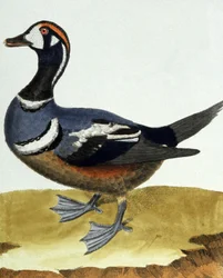 Collared Duck