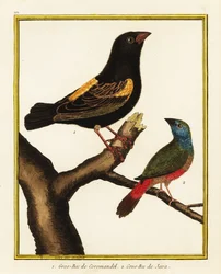 Cape bishop, Euplectes capensis 1, and pin-tailed parrotfinch, Erythrura prasina 2