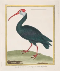 Bald Ibis from the Cape of Good Hope