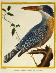 Giant Kingfisher (Megaceryle maxima)