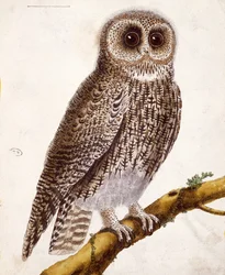 Owl (from 