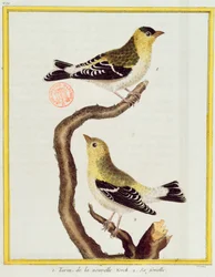 Pair of siskins, from 