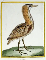 Bittern. Engraving by Francois Nicolas Martinet in: Histoire naturelle des oiseaux, by Georges Louis Leclerc de Buffon, France, c.1777