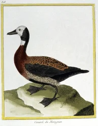 Eurasian Wigeon. Engraving by Francois Nicolas Martinet in: Histoire naturelle des oiseaux, by Georges Louis Leclerc de Buffon, France, c.1777