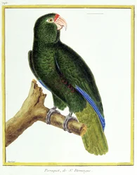 Parrot of Santo Domingo. Engraving by Francois Nicolas Martinet in: Histoire naturelle des oiseaux, by Georges Louis Leclerc de Buffon, France, c.1777