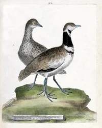Zoological board (ornithology): front: small bustard or small male cane and back: female small cane (canepetiere bustard or tetrax tetrax). Illustration in 