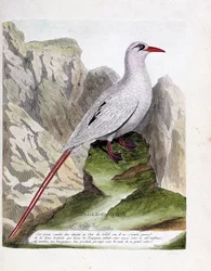 Zoological plate (ornithology): red-tailed tropicbird (straw-tail or red-tailed phaeton or rubricauda). Illustration in “The History of the Birds, Painted in Their Appearing and Sensitive Aspects” by François Nicolas Martinet (1731-1800). Private
