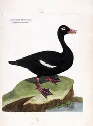 Zoological board (ornithology): the double scoter (brown scoter or melanitta fusca). Illustration in 