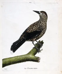 Zoological Board (Ornithology): The Nutcracker (Fly Nut or Nucifraga Caryocatacts) on a Branch. Illustration in 