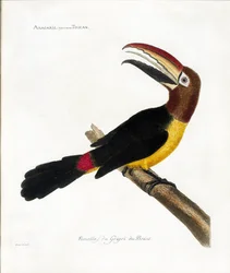 Zoological chart (ornithology): Aracaris, vulgly toucan (green aracari or pteroglossus viridis)