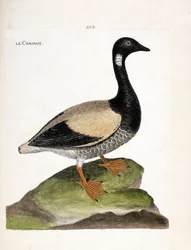 Zoological Chart (Ornithology): Brant (Brant or Branta Bernicla). Illustration in 
