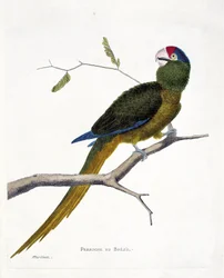 Zoological chart (ornithology): Brazilian parakeet (red-forehead conure or aratinga canicularis) on a branch. Illustration in 