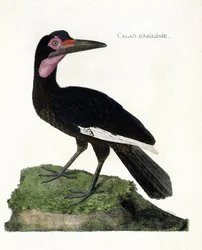 Zoological chart (ornithology): Calao d