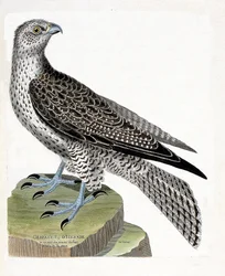 Zoological chart (ornithology): Icelandic gerfault (falco rusticolus). Illustration in 