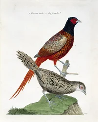 Zoological chart (ornithology): Male pheasant and female (colchid pheasant or Phasianus colchicus). Illustration in 