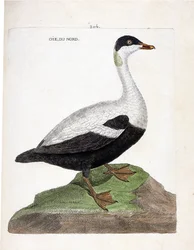 Zoological chart (ornithology): Northern goose or eider (somateria mollissima). Illustration in 