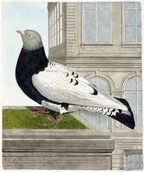 Zoological chart (ornithology): The Roman pigeon (columba livia). Illustration in 