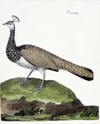 Zoological chart (ornithology): The peacock (blue peacock or Pavo cristatus). Illustration in 