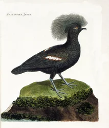 Zoological chart (ornithology): The pheasant of India (goura crown or goura cristata). Illustration in 
