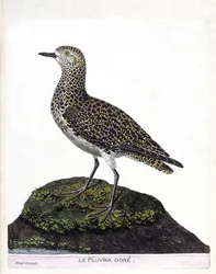 Zoological chart (ornithology): casoar. Illustration in 