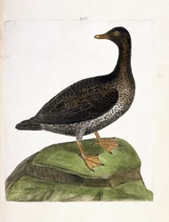 Zoological chart (ornithology): female eider. Illustration in 