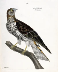 Zoological chart (ornithology): female soubuse (busard saint martin or circus cyaneus) on a branch. Illustration in 