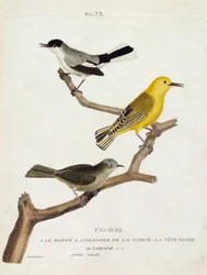Zoological chart (ornithology): fig trees. From bottom to top: the hoopoe (california gobemoucheron or polioptila california), the orange of the guian (orangee warbler or protonotaria citrea) and the black head of Caienne (tropical gobemoucheron or poliopt