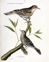 Zoological chart (ornithology): from top to bottom: the marsh lark and the cujelier on a branch. Illustration in 