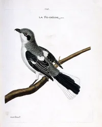 Zoological chart (ornithology): grey grieche on a branch. Illustration in 