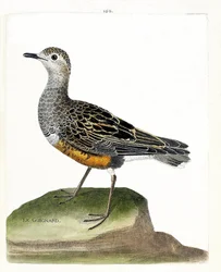 Zoological chart (ornithology): guignard. Illustration in 