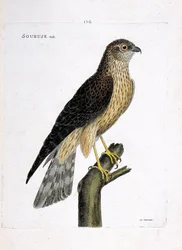 Zoological chart (ornithology): male soubuse (busard saint martin or circus cyaneus) on a branch. Illustration in 