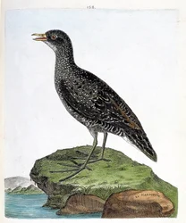 Zoological chart (ornithology): spot marouette or porzana porzana. Illustration in 